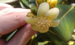 Clusia multiflora