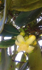 Clusia multiflora