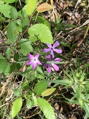 Phlox pilosa