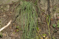 Asphodeline liburnica