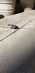 Columba livia