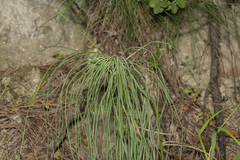 Asphodeline liburnica