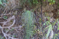 Asphodeline liburnica