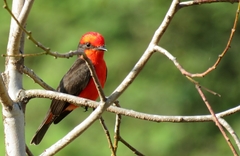 Pyrocephalus rubinus