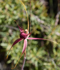 Caladenia decora