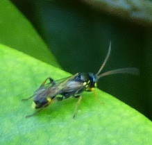 Listrodromus nycthemerus