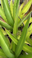 Agave ghiesbreghtii