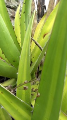Agave ghiesbreghtii