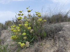 Astragalus alopecuroides