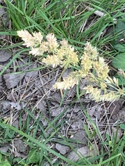 Poa arachnifera