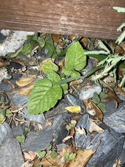 Rubus niveus