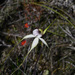 Caladenia longicauda crassa - Photo (c) Chris Clarke, algunos derechos reservados (CC BY-NC), subido por Chris Clarke