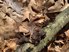 Collema subflaccidum