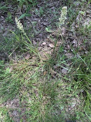 Poa arachnifera