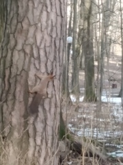 Sciurus vulgaris