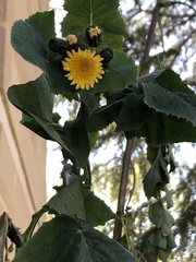Sonchus oleraceus