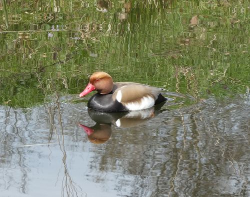 Red-crested Pochard, Wageningen, Nederland, photo 7 of 10