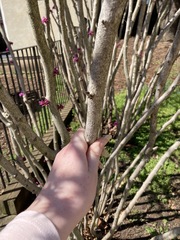 Cercis chinensis