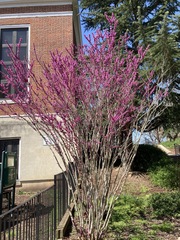 Cercis chinensis