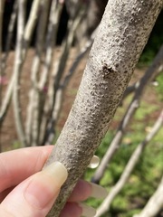 Cercis chinensis