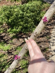 Cercis chinensis