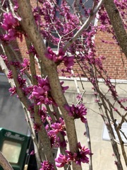 Cercis chinensis