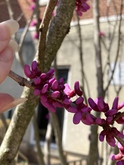 Cercis chinensis