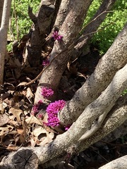 Cercis chinensis
