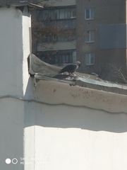 Corvus monedula