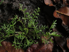 Lepidium bipinnatifidum