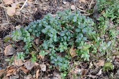 Vaccinium vitis-idaea