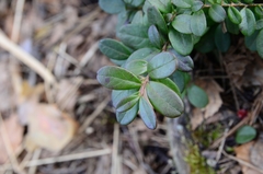 Vaccinium vitis-idaea