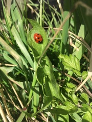 Coccinella septempunctata
