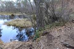 Vaccinium vitis-idaea