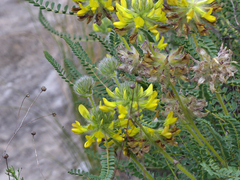 Astragalus alopecuroides