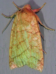 Pyreferra hesperidago