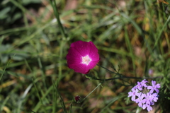 Callirhoe leiocarpa