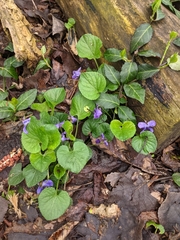 Violaceae
