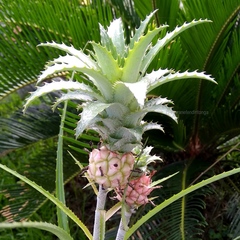 Ananas comosus microstachys