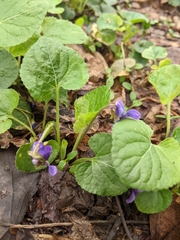 Violaceae