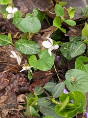 Violaceae