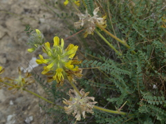 Astragalus alopecuroides