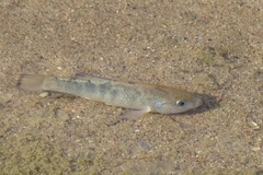 Cyprinodon salinus salinus