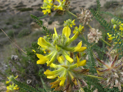 Astragalus alopecuroides