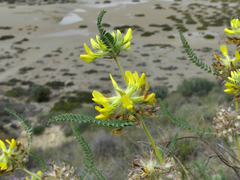 Astragalus alopecuroides