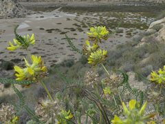 Astragalus alopecuroides