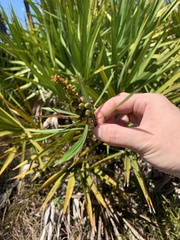 Stillingia sylvatica