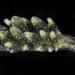 Dusky Sea Slug - Photo (c) smithsonian_marinegeo, some rights reserved (CC BY-NC-SA), uploaded by smithsonian_marinegeo