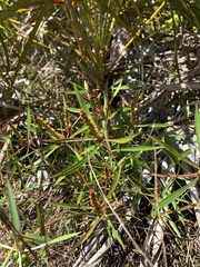 Stillingia sylvatica