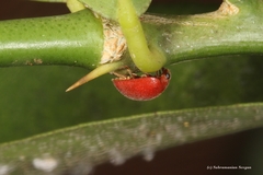 Chilocorus circumdatus